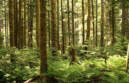 Forest Area