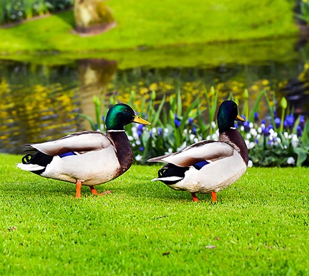 Ducks