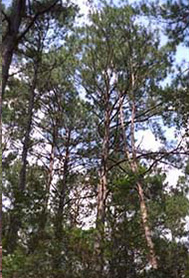 Treetops Treetops
