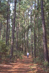 Pine Trees Pine Trees