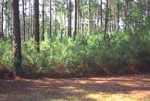 Forested Area
