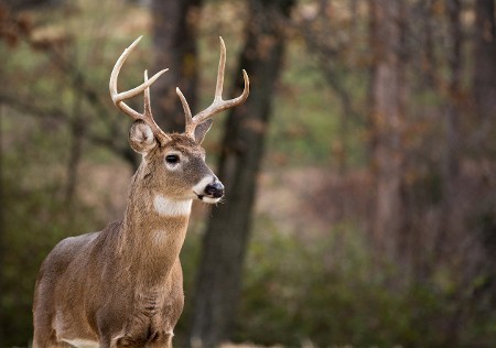 White-Tailed Deer